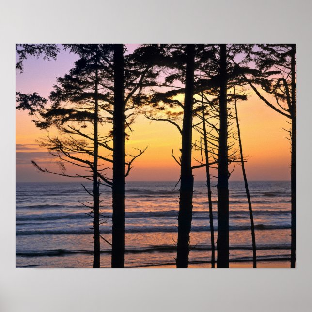 Pôster EUA, Estado de Washington, Olimpiadas NP. Delicado (Frente)