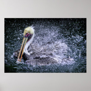 Poster EUA, Florida. Brown Pelican