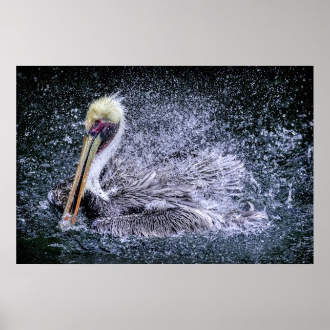 Poster EUA, Florida. Brown Pelican (Frente)