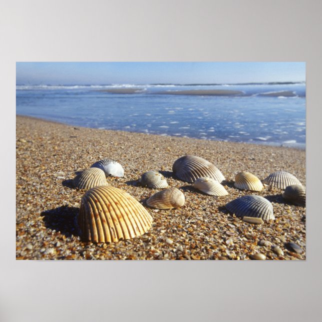 Poster EUA, Flórida, Conchas Marinhas Costeiras (Frente)