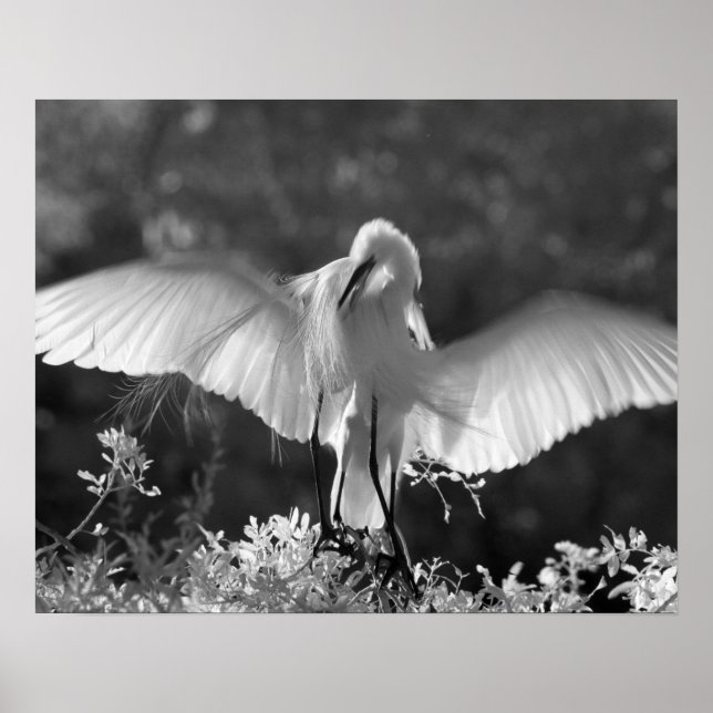 Poster EUA, Flórida, Excelente Egret (Ardea alba) infrave (Frente)