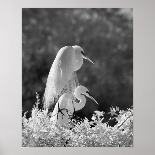 Poster EUA, Flórida, Excelente Egret (Ardea alba) infrave (Frente)