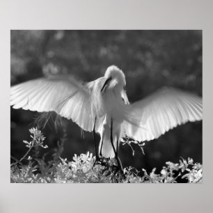 Poster EUA, Florida, grande infravermelho 2 do Egret