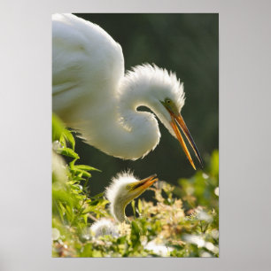 Pôster EUA, Flórida, Rua. Augustine, Alligator fazenda