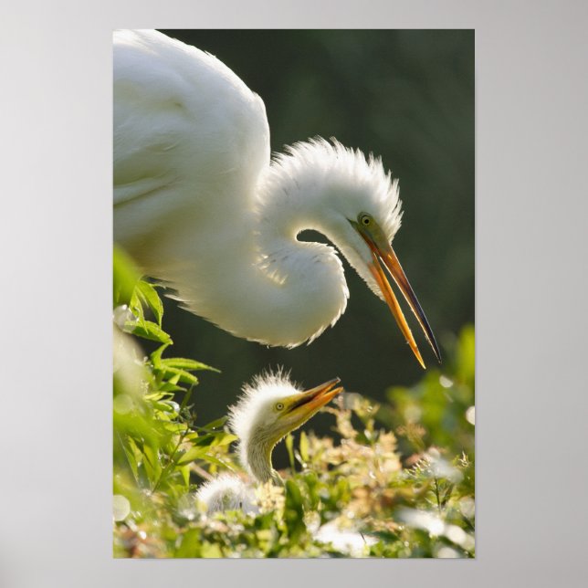 Pôster EUA, Flórida, Rua. Augustine, Alligator fazenda (Frente)