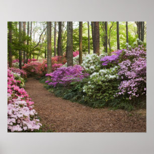 Pôster EUA, Geórgia, Pine Mountain. Um caminho