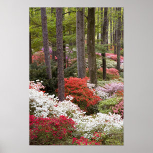 Poster EUA, Geórgia, Pine Mountain. Uma floresta de