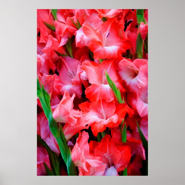 Pôster EUA, Geórgia, Savana, Buquê De Gladiolus (Frente)