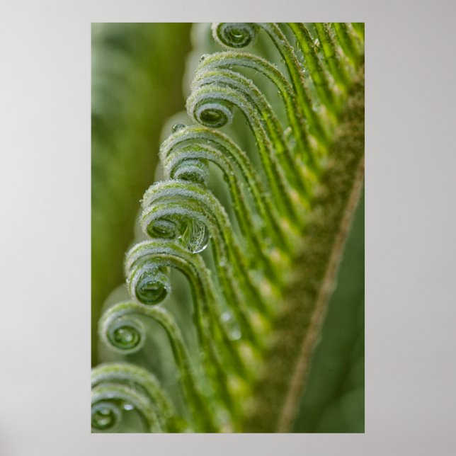 Pôster EUA, Geórgia, Savana, Fechamento De Novas Fronteir (Frente)