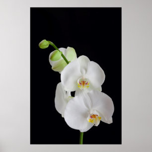 Pôster EUA, Geórgia, Savannah, Conjunto de Orquídeas