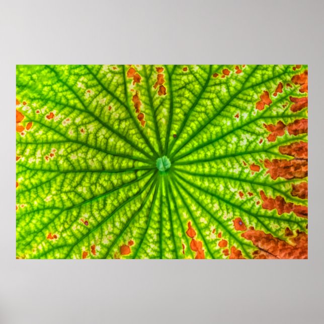 Poster EUA, Geórgia, Savannah, Fecho Da Folha De Lotus (Frente)