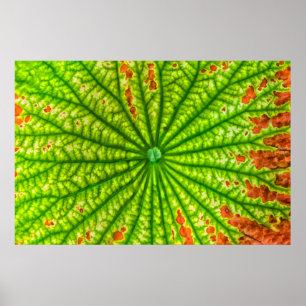 Poster EUA, Geórgia, Savannah, Fecho Do Lotus Leaf