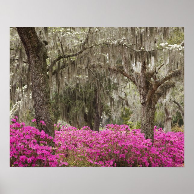 Poster EUA, Geórgia, Savannah, Primavera no Histórico (Frente)