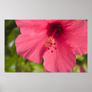 Pôster EUA, Havaí, Kauai, Hibiscus