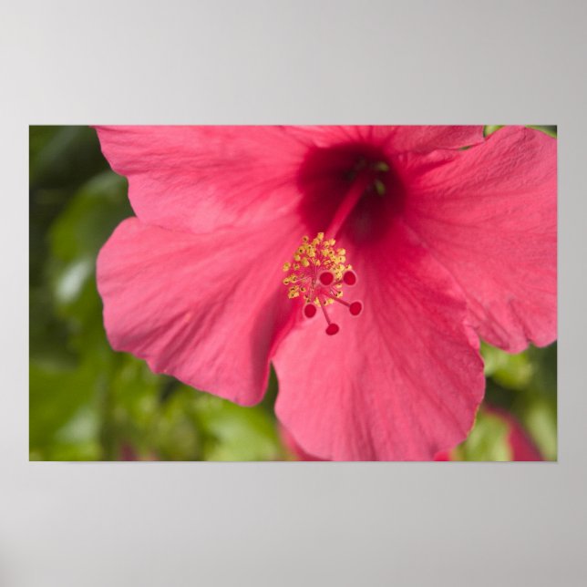 Pôster EUA, Havaí, Kauai, Hibiscus (Frente)