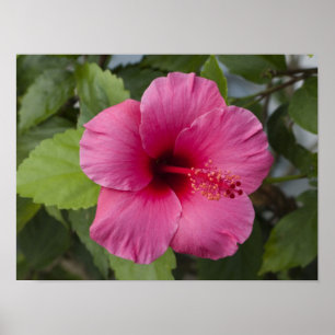 Pôster EUA, Havaí, Oahu. O Hibisco é o 2
