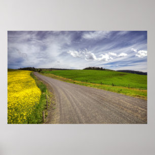 Poster EUA, Idaho, Condado de Idaho, Campo de Canola