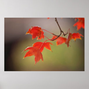 Pôster EUA, Kansas, Folhas Vermelhas Em Queda Inicial