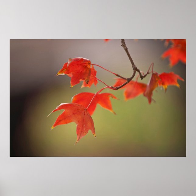 Pôster EUA, Kansas, Folhas Vermelhas Em Queda Inicial (Frente)