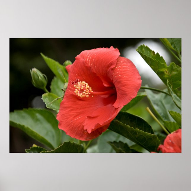 Pôster EUA, Kansas, Hibisco Vermelho (Frente)