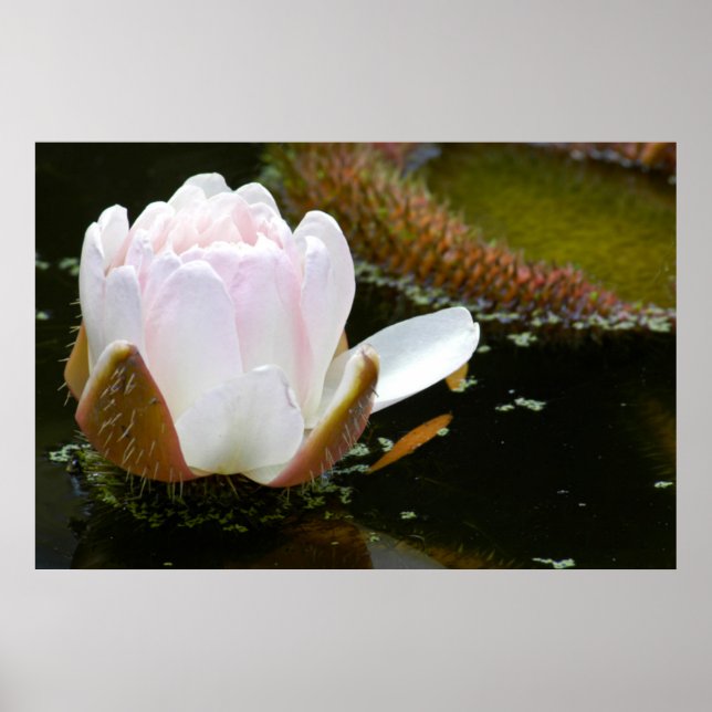Poster EUA, Kansas, Rosa claro Water Lilly Blooming (Frente)