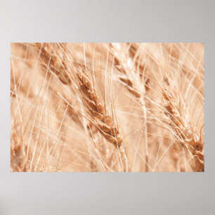 Poster EUA, Kansas, Trigo na época da colheita