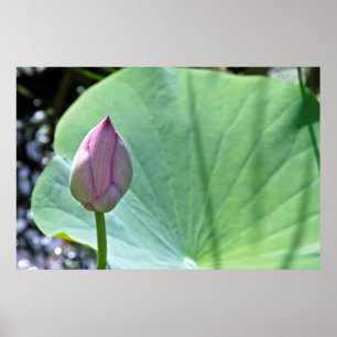 Pôster EUA, Kansas, Water Lilly Ready Para Bloom