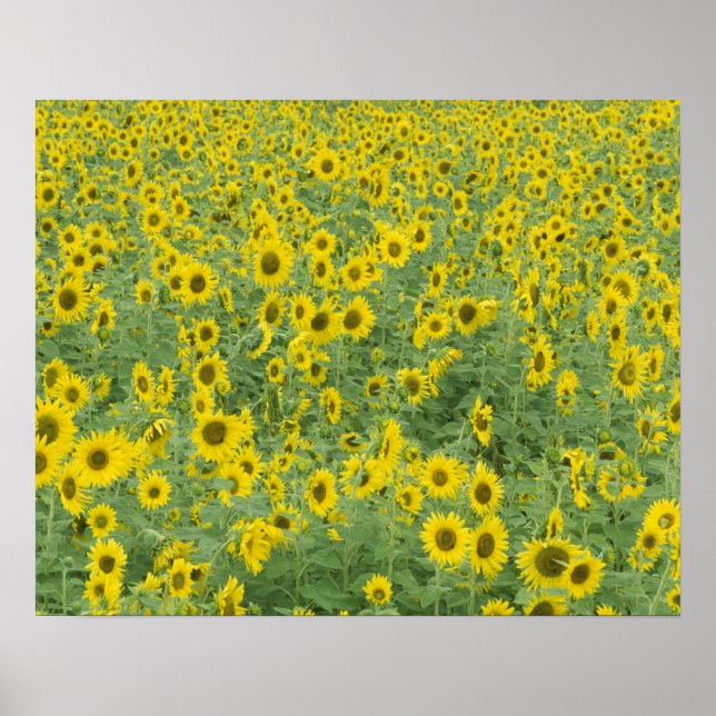 Poster EUA, Kentucky, Fayette County Pattern no campo (Frente)