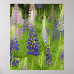 Poster EUA, Maine, Acadia National Park. Domínio