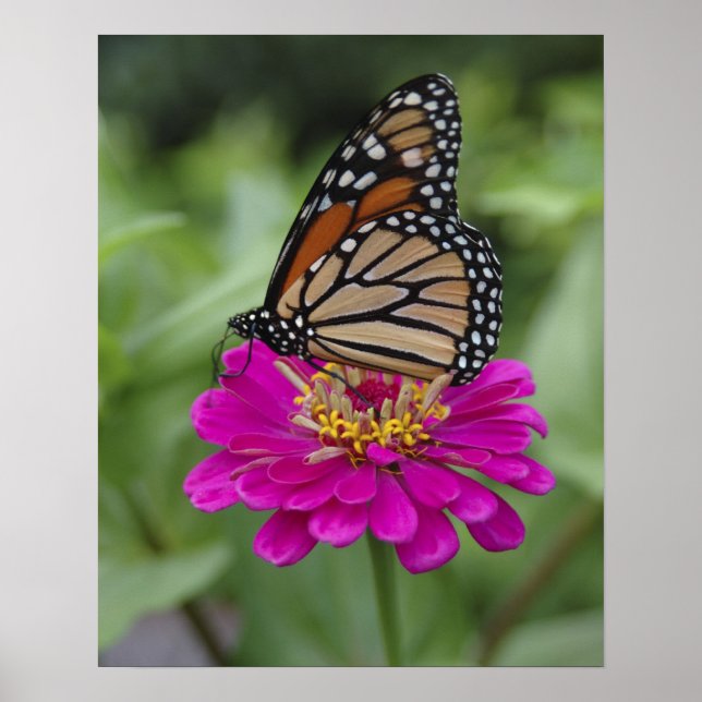 Poster EUA, Massachusetts, Boylston, Tower Hill (Frente)