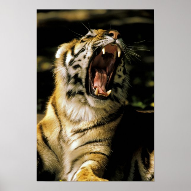 Pôster EUA, Michigan, Detroit. Detroit Zoo, tigre (Frente)