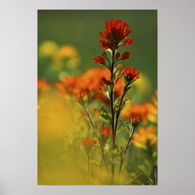 Pôster EUA, Michigan, Ilha Drummond, Maxton Plains, (Frente)