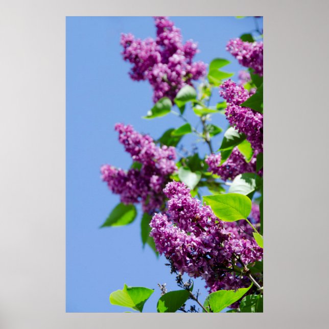 Pôster EUA, Michigan, Lago Michigan, Ilha Mackinac (Frente)