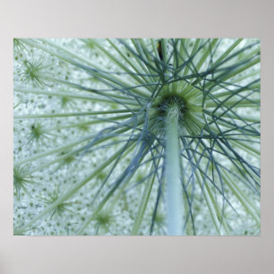 Poster EUA, Michigan. O Lace da Rainha-Anne foi visto de