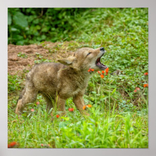 Pôster EUA, Minnesota, arenito, animais selvagens 17 de