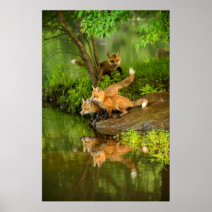Poster EUA, Minnesota, arenito, animais selvagens 7 de