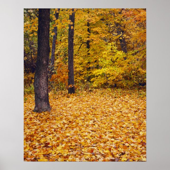 Poster EUA, Missouri, Condado de Boone, Maple Forest em (Frente)