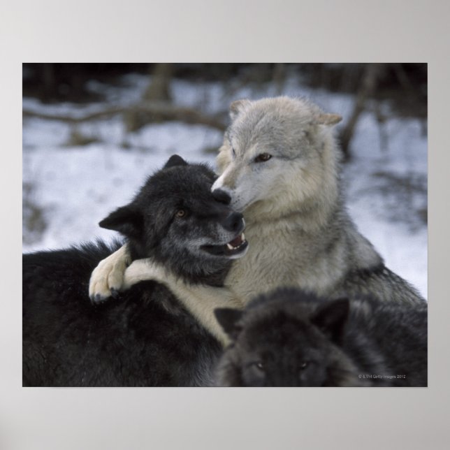 Pôster EUA, Montana, Lobos jogando neve (Frente)