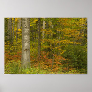 Pôster EUA, New Hampshire, Livermore, White Mountain