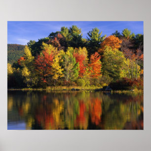 Poster EUA, New Hampshire, Moultonborough. Árvores em