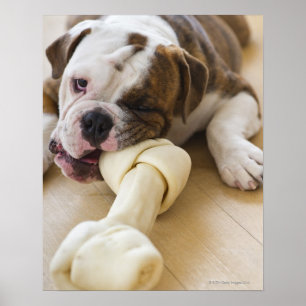 Pôster EUA, New-jersey, Jersey City, filhote de cachorro