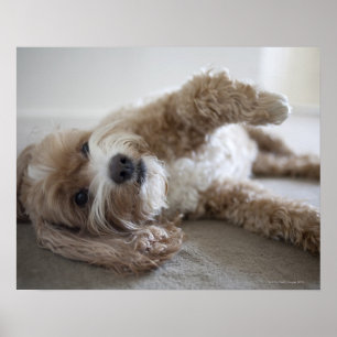 Pôster EUA, Nova Iorque, Nova Iorque, Brooklyn, Cockapoo