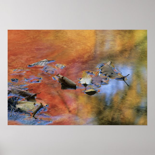 Pôster EUA, Nova York, Adirondacks, Fallen sai em (Frente)