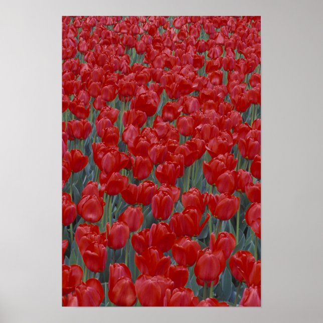 Poster EUA, Ohio, Cincinnati. Cama de tulipas vermelhas (Frente)