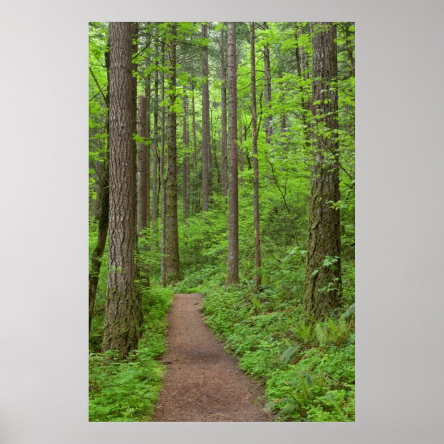 Poster EUA, Oregon, Columbia River Gorge. Elowah Falls (Frente)