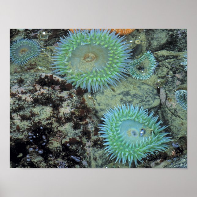 Poster EUA, Oregon, Nepture SP. Mar com tons de joia (Frente)