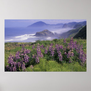Poster EUA, Oregon, Praia Nesika. Lupine e Oregon