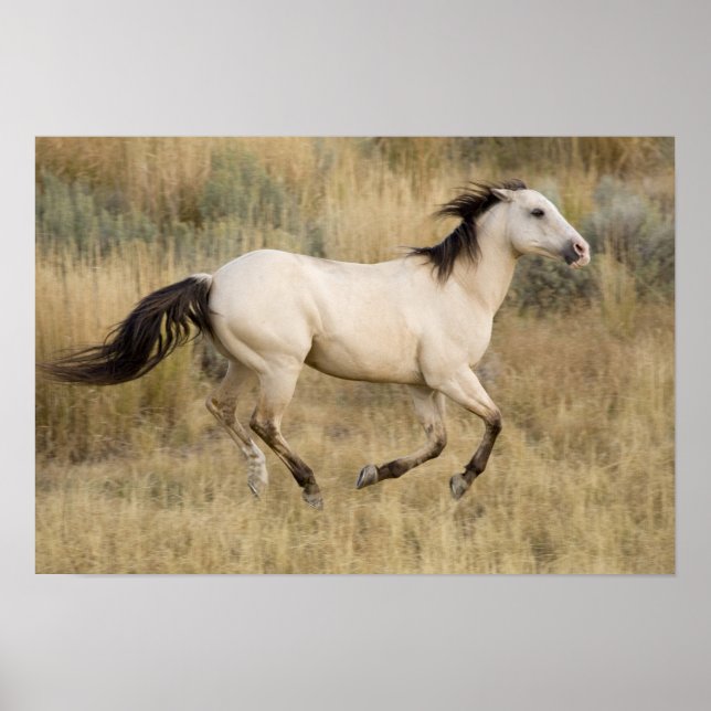 Poster EUA, Oregon, Seneca, Ponderosa Ranch. Cavalo (Frente)