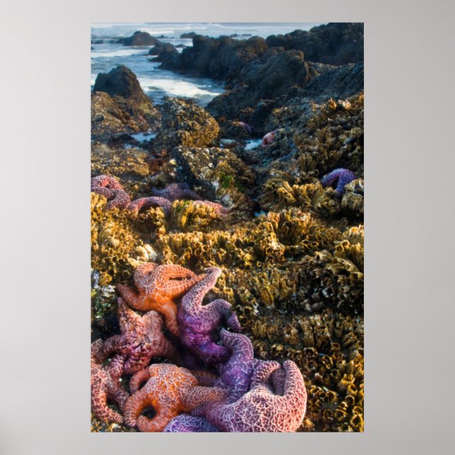 Poster EUA, Oregon. Starfish e estrelas do mar (Frente)