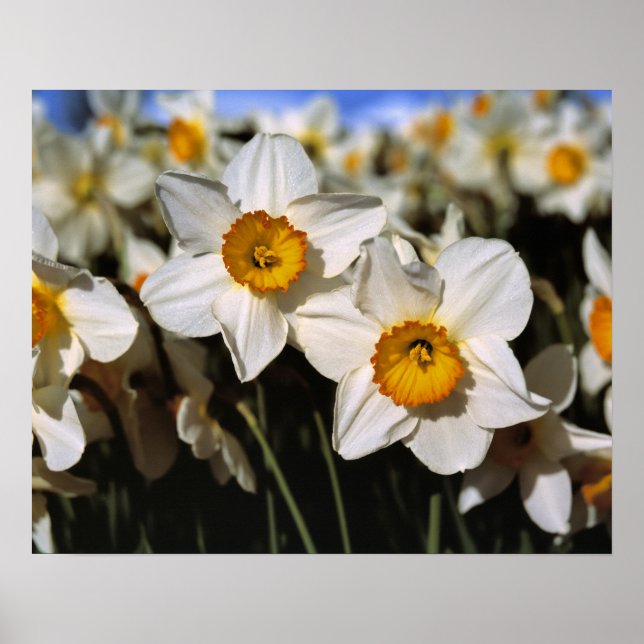 Poster EUA, Oregon, Vale do Willamette. Narcisos (Frente)